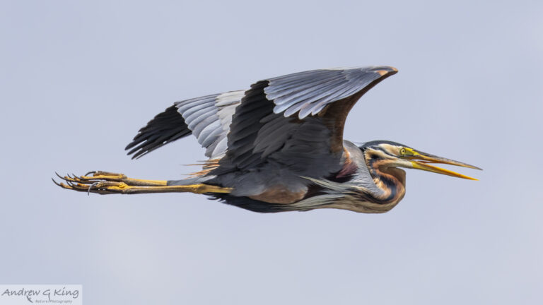 26a2632 purple heron hiriwadunna