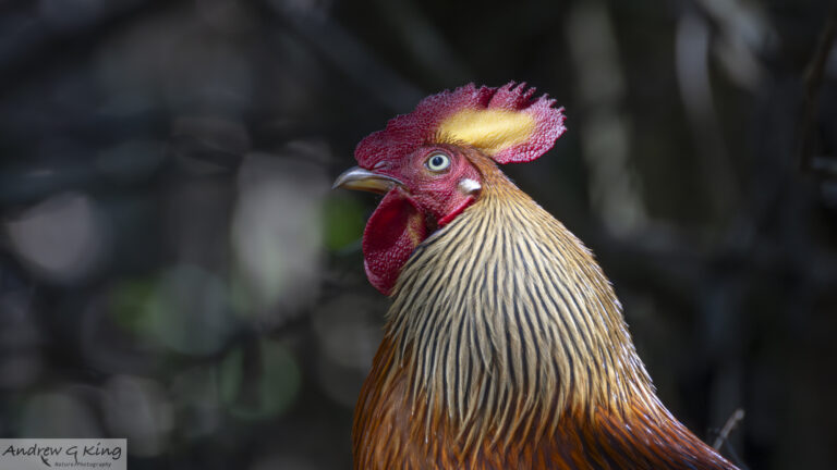 26a3441 sri lanka jungle fowl hp