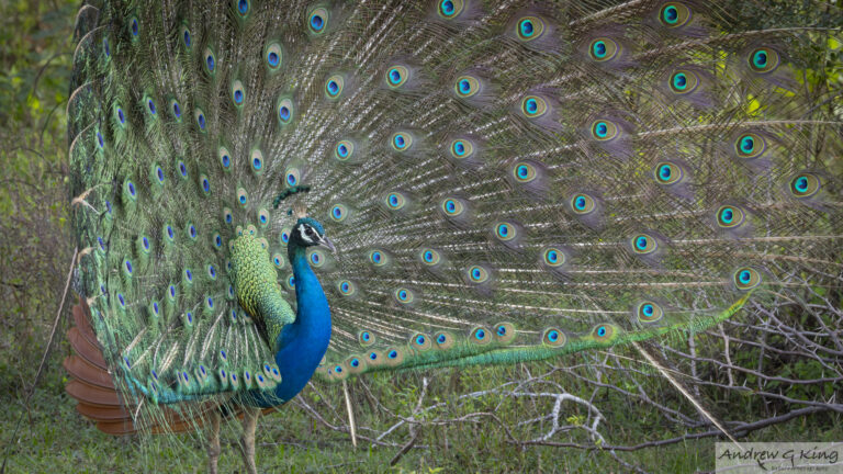 26a4012 indian peafowl bnp