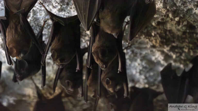 26a4237 lesser horseshoe bat bnp