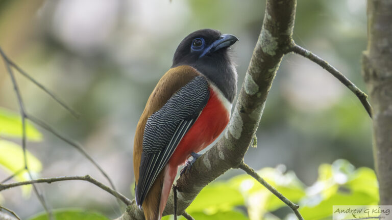 26a5925 malabar trogon kudawa
