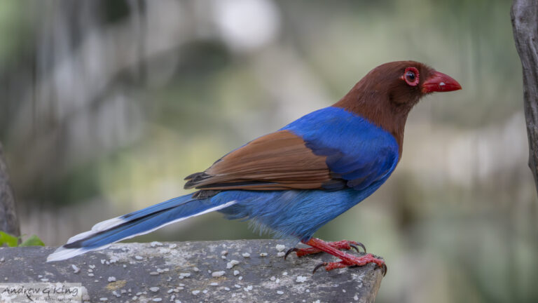 26a6292 sri lanka blue magpie