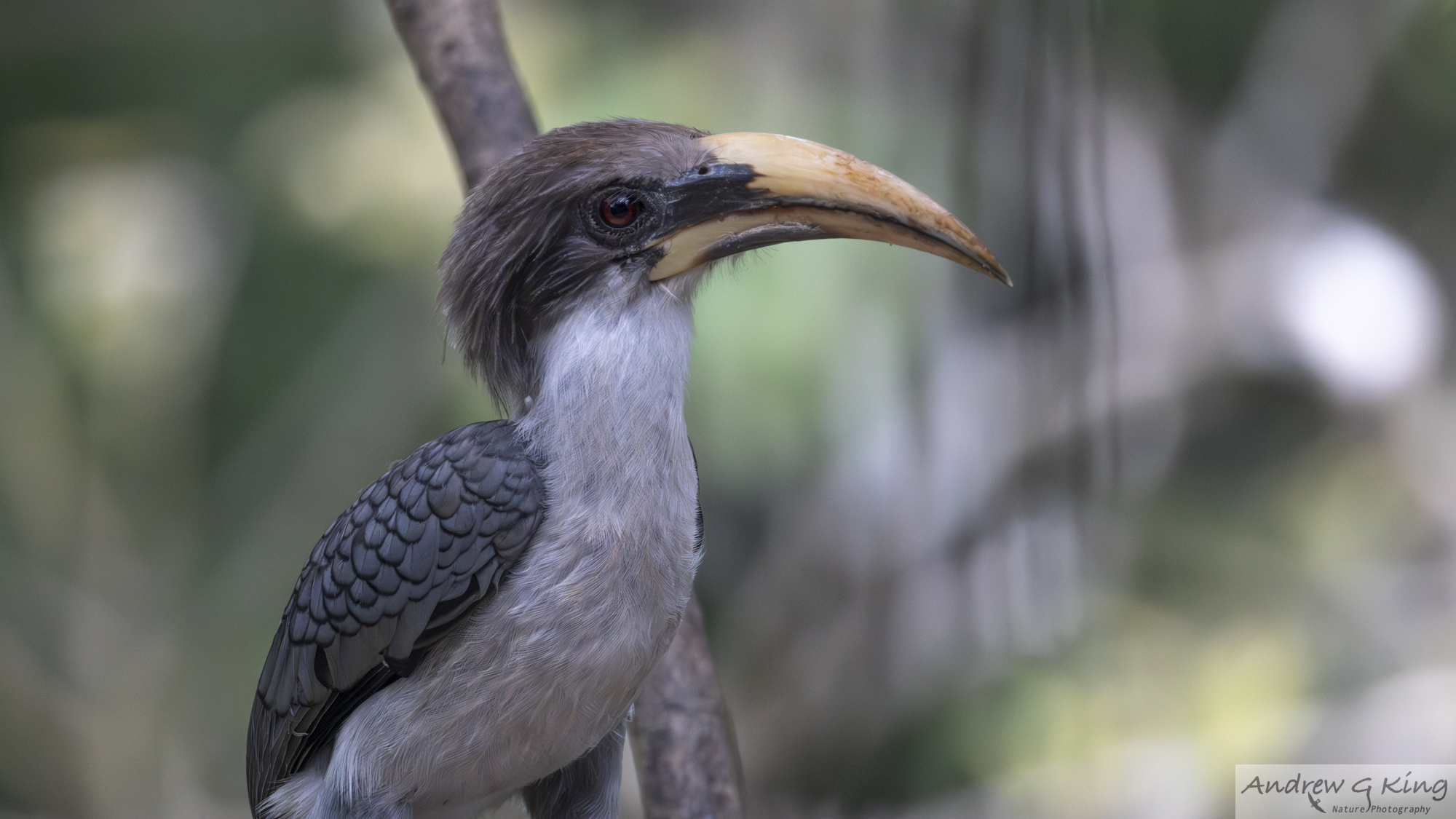 26a6309 grey hornbill