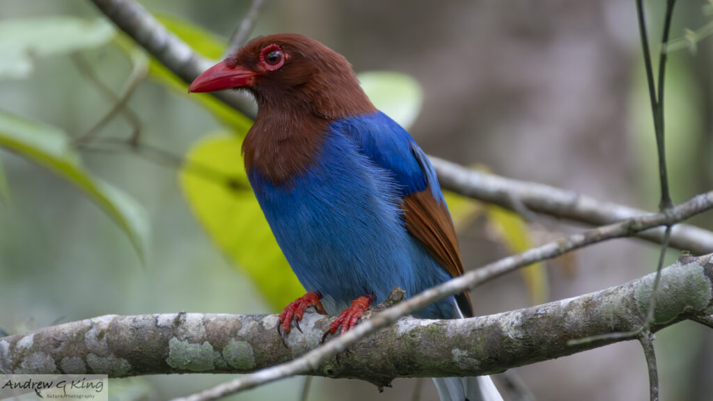 26a6342 sri lanka blue magpie 2